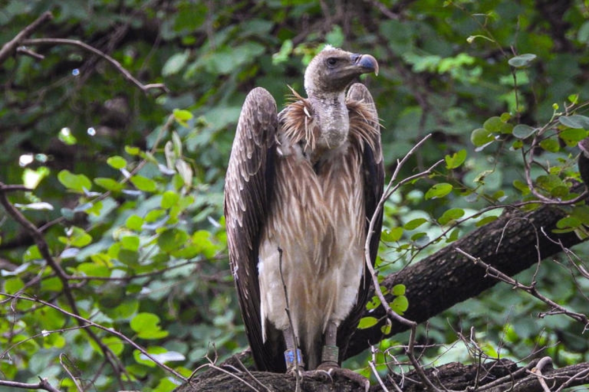 Message from Bangladesh? A vulture with unusual markings has caused a stir in Jharkhand.